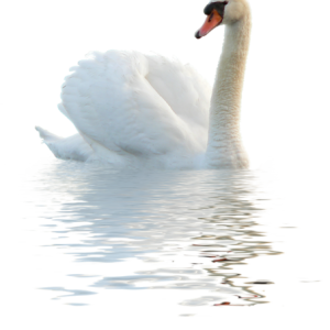 Swan PNG
