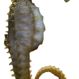 Seahorse PNG