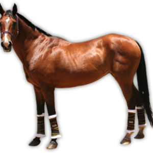 clipart brown horse png image, free download picture, transparent background