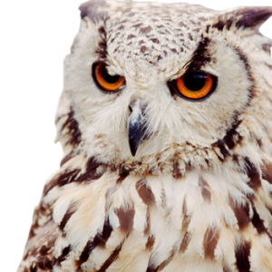 Owl PNG