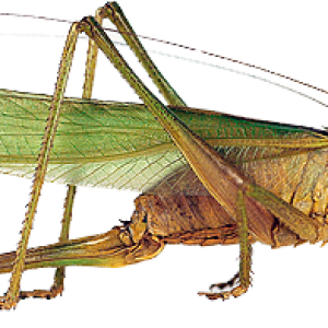 Grasshopper PNG