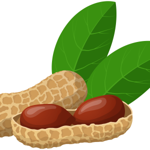 Peanut PNG