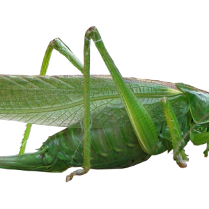 Grasshopper PNG