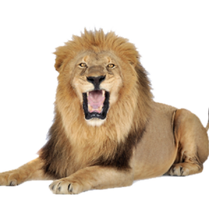 Lion PNG