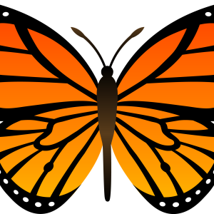 Orange butterfly PNG image, butterflies free download