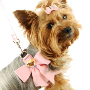 dog PNG image