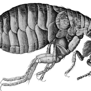 Flea PNG