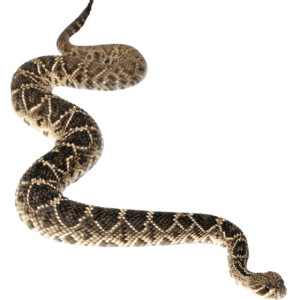Anaconda PNG