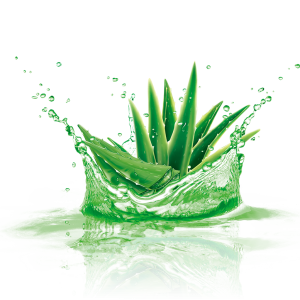 Aloe vera PNG
