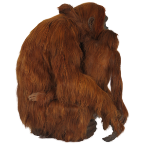 Orangutan PNG