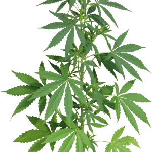 Cannabis PNG