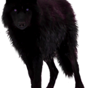 Wolf PNG