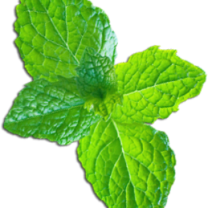 mint PNG
