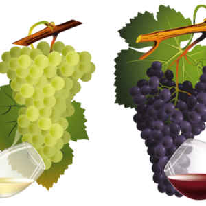 Grape PNG image download, free picture