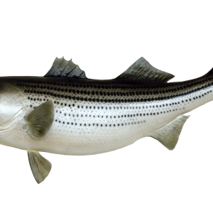 Fish PNG