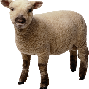 sheep PNG image