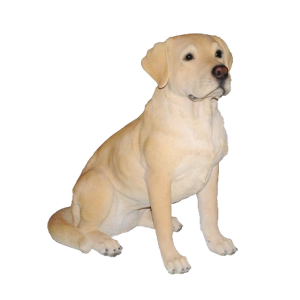 Labrador Retriever PNG