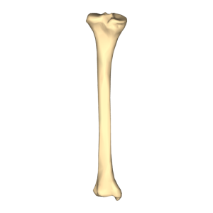Bone PNG