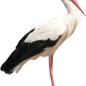 Stork PNG