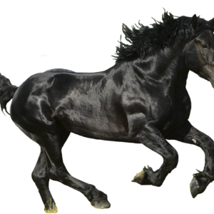 Horse png image