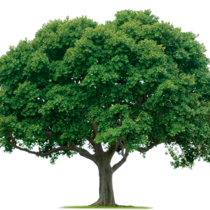 tree PNG