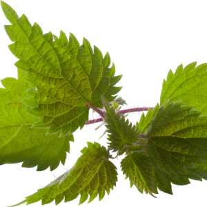 Nettle PNG