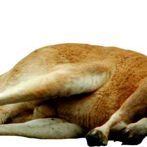Kangaroo PNG