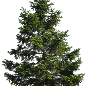 tree png image, free download, picture