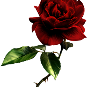 Rose PNG