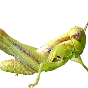 Grasshopper PNG