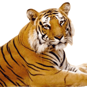 Tiger PNG