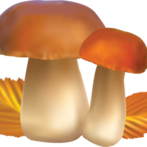 Mushroom PNG image