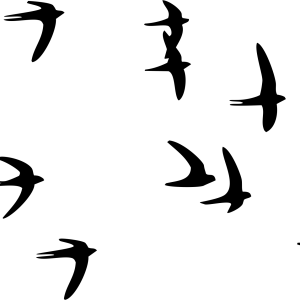 Swallows PNG