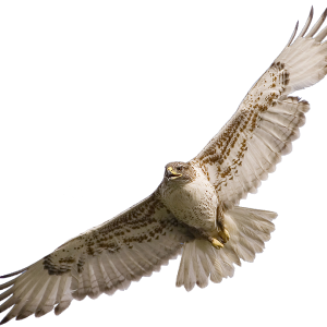 Falcon PNG