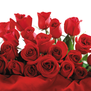 Rose PNG