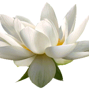 Lotus flower PNG