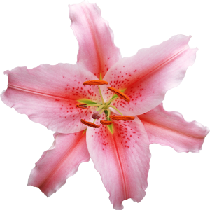Lilium PNG