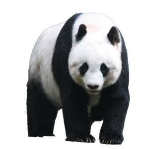 Panda PNG