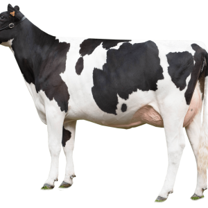 cow PNG