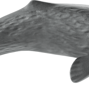 Sperm whale PNG