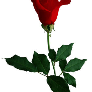 Rose PNG