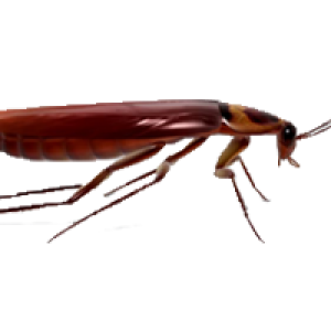 Roach PNG