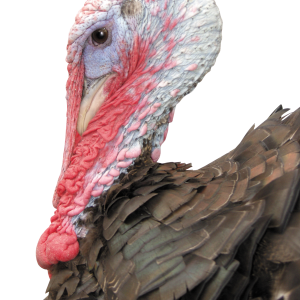 Turkey bird PNG