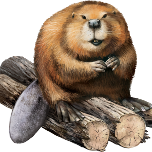 Beaver PNG