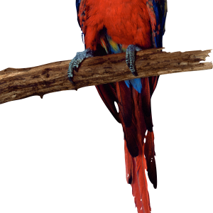 Parrot PNG image