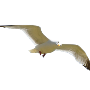 Bird PNG
