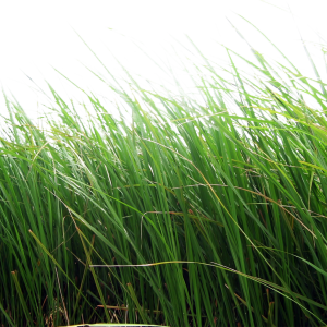 Grass PNG
