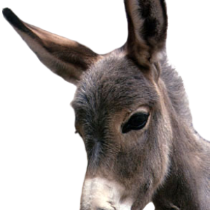 Donkey PNG