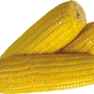 Corn PNG image