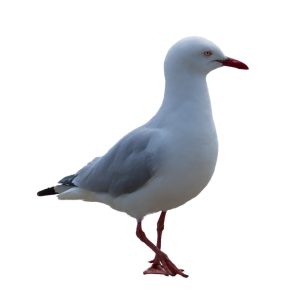 Gull PNG